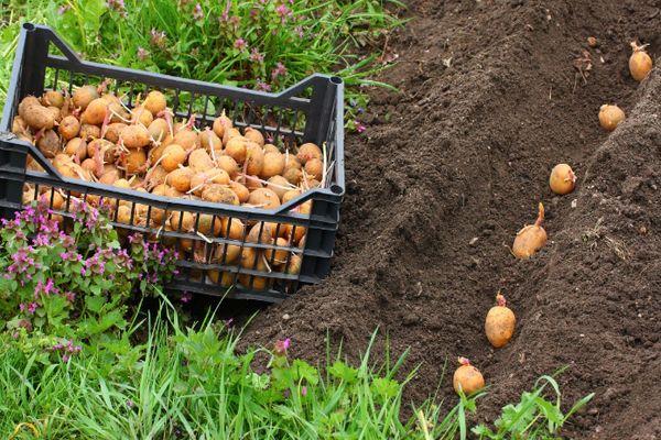 Посадка картофеля: подготовка и классические схемы, нестандартные методы